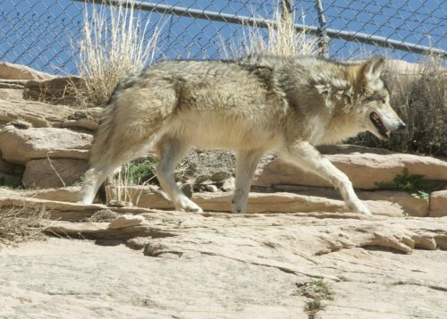 A wolf walking on rocky terrain with dry grass and a chain-link fence in the background.