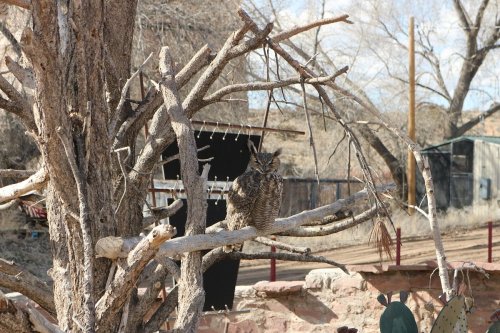 An owl perched on a bare tree branch, surrounded by a rustic landscape with sparse vegetation and a distant structure.