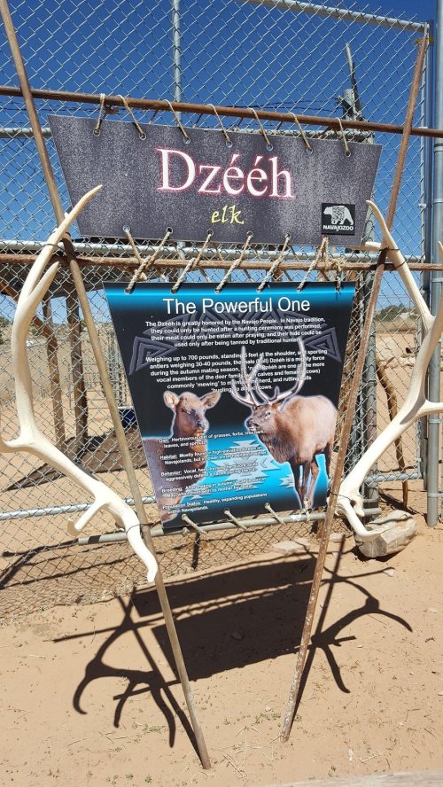 Sign about Dzeéh elk featuring antlers and an informational poster titled "The Powerful One."