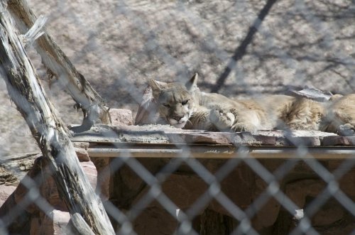 A sleeping mountain lion rests on a rocky ledge, partially obscured by a fence.
