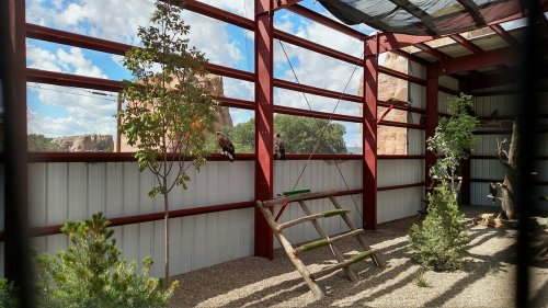 A spacious enclosure with trees, a swing, and two birds perched inside, surrounded by metal framing and natural light.