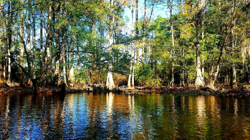 A serene river scene with trees reflecting in the water, surrounded by lush greenery and blue sky.