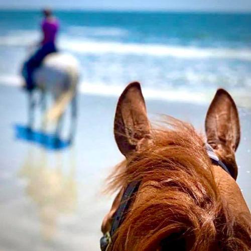 A close-up of a horse's ears with a rider on a white horse in the background, walking along a beach by the ocean.