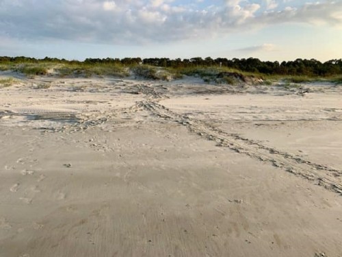 A sandy beach with tire tracks and sparse vegetation under a cloudy sky.