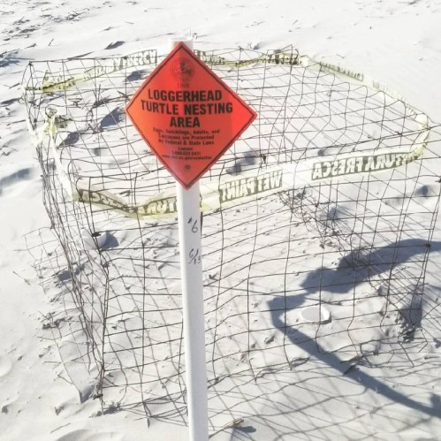 A fenced area marked as a Loggerhead Turtle nesting site, with a bright orange warning sign on a sandy beach.