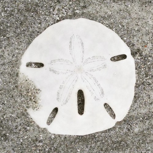 A round sand dollar with a floral pattern, resting on a sandy surface.
