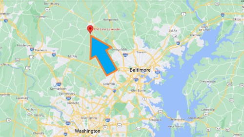 Map highlighting the location of Old Line Lavender near Baltimore, Maryland, with an arrow pointing to it.