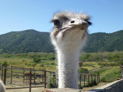 A close-up of an ostrich with a curious expression, set against a backdrop of green hills and blue sky.