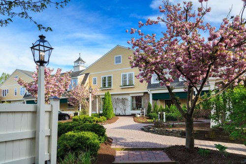 A charming building surrounded by blooming cherry trees and a paved pathway under a blue sky.