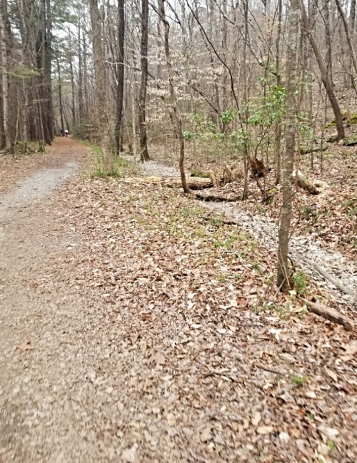 A winding dirt path through a wooded area, with fallen leaves and trees lining the sides.