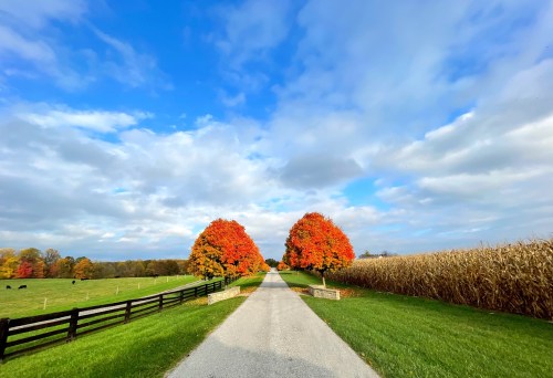 A scenic road lined with vibrant orange trees, leading through green fields and a cornfield under a blue sky.
