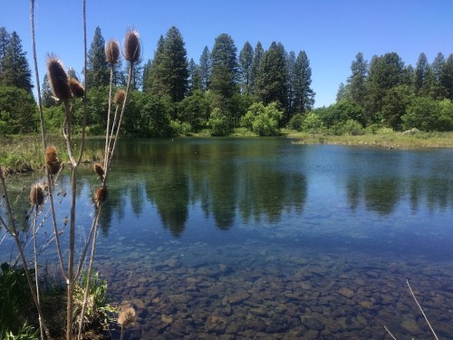 A serene pond surrounded by lush greenery and tall trees, with clear water reflecting the landscape.