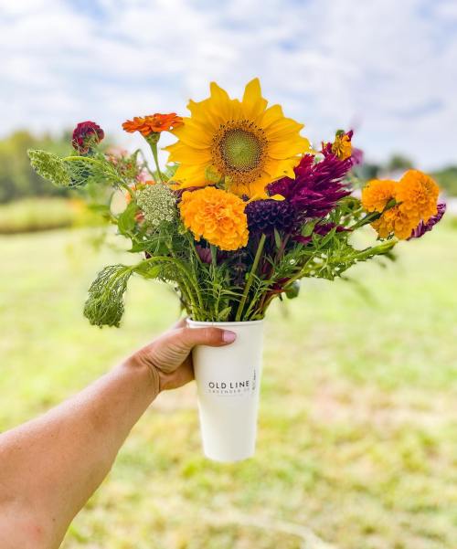 A hand holds a vibrant bouquet of flowers, including a sunflower, in a white cup against a grassy field backdrop.
