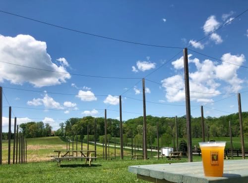 A refreshing drink sits on a table in a sunny outdoor setting with green fields and blue skies in the background.