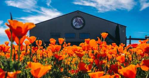 A field of vibrant orange poppies in front of a building with a logo against a blue sky.