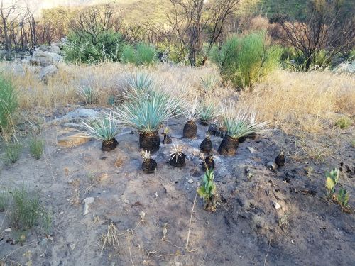 A cluster of young yucca plants growing in a dry, scorched landscape with sparse vegetation and burnt trees in the background.