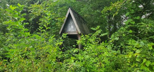 An abandoned wooden structure partially hidden by dense green foliage and trees.