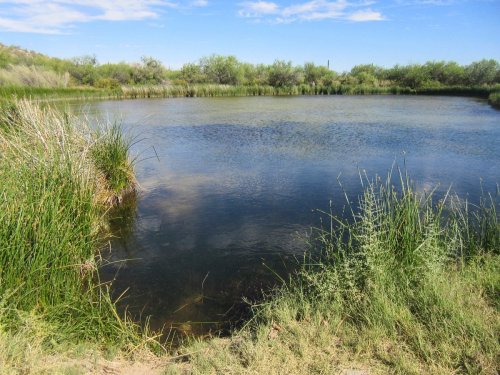 A serene pond surrounded by lush green grass and shrubs under a clear blue sky.