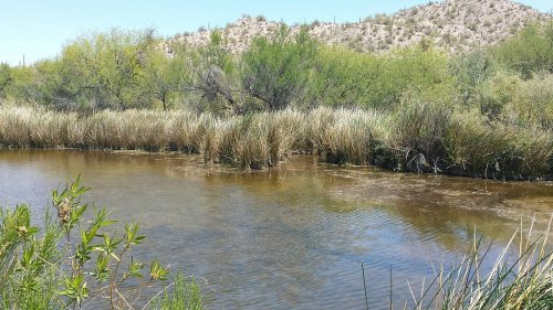 A serene river flows through lush greenery and tall grasses, surrounded by a desert landscape and distant hills.