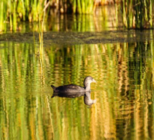 A bird swims in a calm pond, surrounded by tall green grasses and reflecting water.