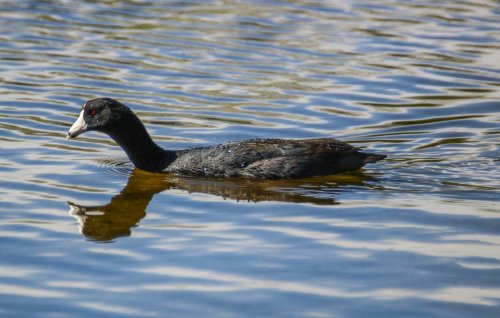 A black bird with a white bill swims in calm water, creating a reflection on the surface.