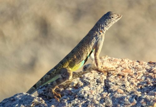 A lizard with a colorful body perched on a rock, set against a blurred natural background.
