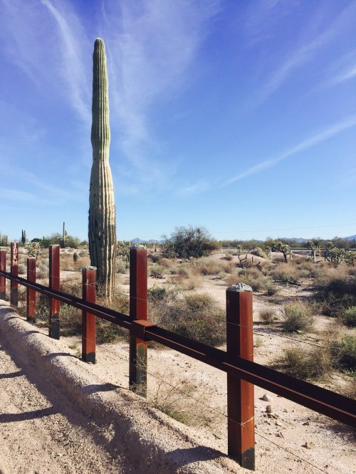 A tall cactus stands beside a fence in a desert landscape under a clear blue sky.