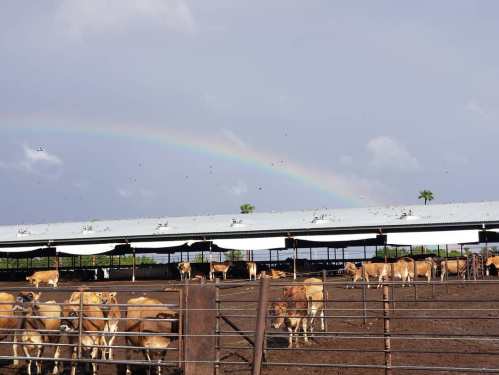 A herd of cows in a pen with a rainbow in the background and a cloudy sky above.
