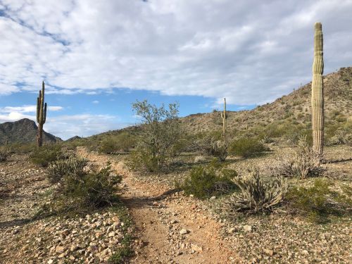 A desert landscape featuring cacti, rocky terrain, and a cloudy sky in the background.
