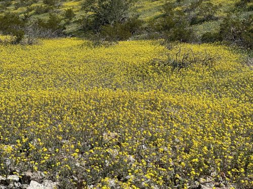 A vibrant field of yellow wildflowers stretches across a hillside, surrounded by green vegetation and rocky terrain.