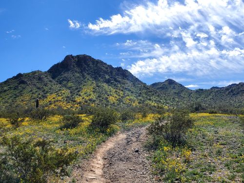 A winding dirt path leads through a vibrant field of yellow flowers, with mountains and a blue sky in the background.