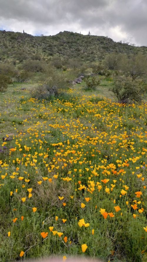 A vibrant field of yellow poppies blooms against a green hillside under a cloudy sky.