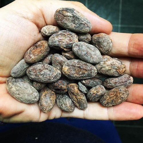 A hand holding a pile of raw cocoa beans, showcasing their textured, brown surfaces.
