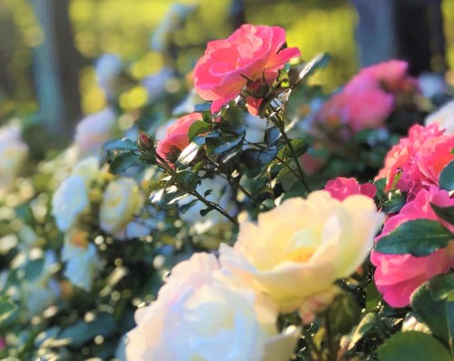 A vibrant garden filled with pink and white roses, basking in warm sunlight.