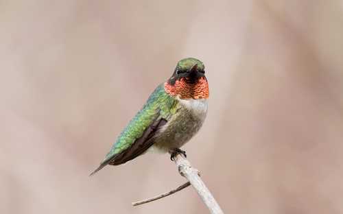 A colorful hummingbird perched on a branch, showcasing vibrant green and red plumage against a blurred background.