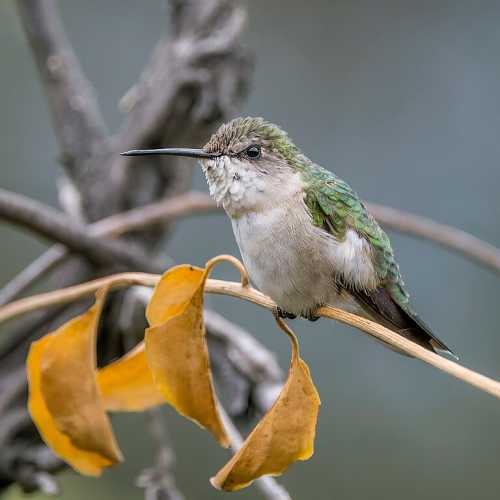 A hummingbird perched on a yellow leaf, surrounded by blurred branches and a soft background.