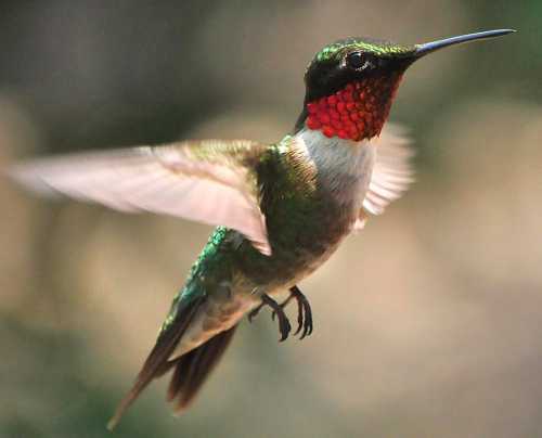 A colorful hummingbird with iridescent green feathers and a bright red throat, hovering in mid-air.