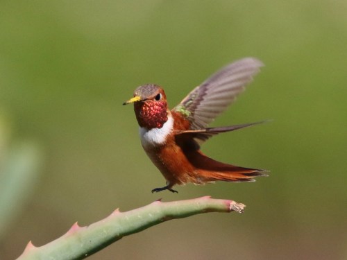 A hummingbird with a vibrant red throat and brown body hovers near a green plant, wings outstretched.