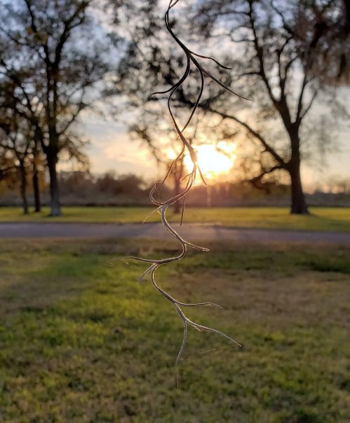 A thin, twisting strand hangs in front of a sunset, with trees and a grassy field in the background.