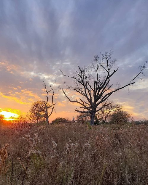 Silhouetted trees against a colorful sunset, with tall grass in the foreground and a dramatic sky.