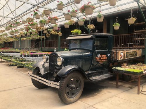 An old green truck parked inside a greenhouse filled with hanging plants and flowers.