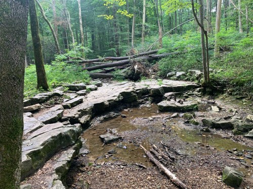 A rocky forest area with scattered logs and greenery, featuring a small stream and dense trees in the background.