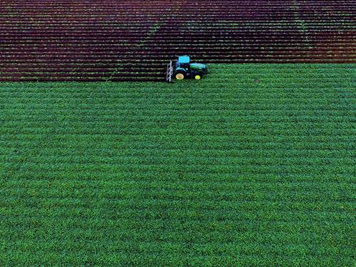 Aerial view of a green field with a tractor working in neat rows of crops.