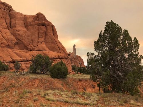 A rocky landscape with towering red cliffs and a lone tree, under a hazy sky.