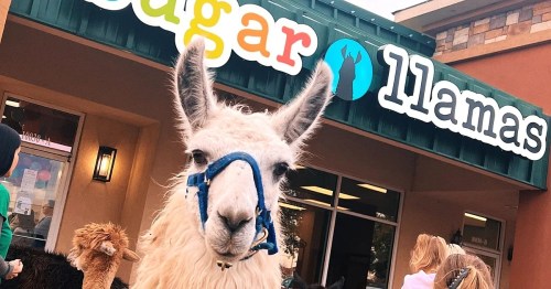 A white llama with a blue halter stands in front of a colorful sign that reads "Sugar Llamas."