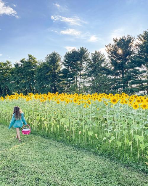 A girl walks through a field of sunflowers, carrying a pink bag, with trees and a blue sky in the background.