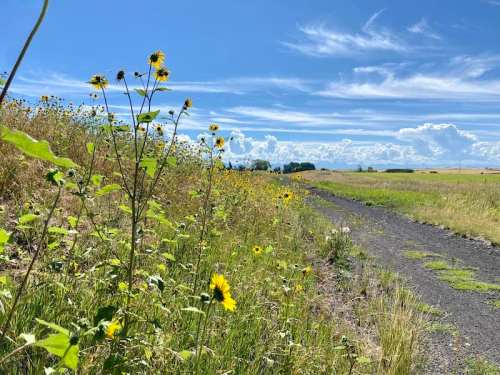 A sunny landscape with wildflowers along a gravel path, under a blue sky with fluffy clouds.