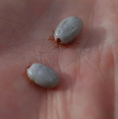 Two ticks on a person's palm, one larger and grayish, the other smaller, with reddish-brown legs.