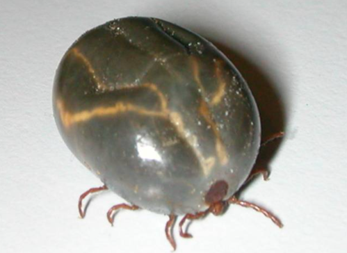Close-up of a dark, shiny tick with a smooth, oval body and small legs, resting on a white surface.