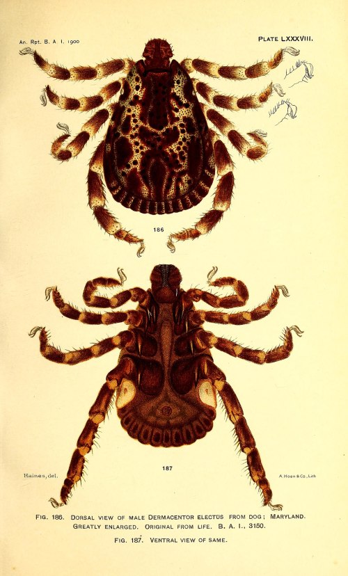 Illustration of a male Dermacentor electus tick, showing dorsal and ventral views, labeled with figure numbers.